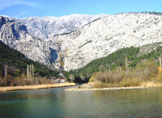 Omis