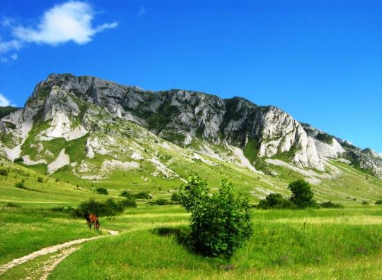 Szekelyko loval